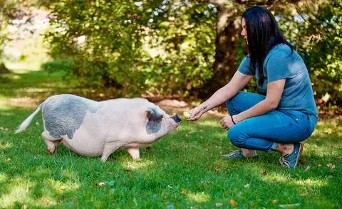 Поощряйте мини-свинку лакомством.