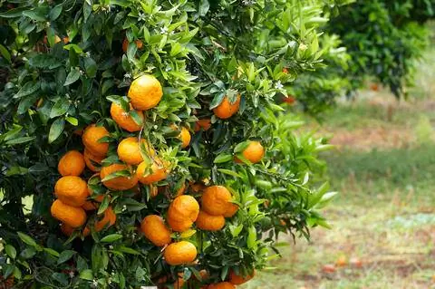 мандариновый куст