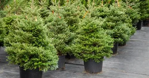 Елки в горшках: полезно или нет?