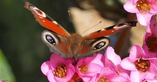 Против гибели насекомых: 5 простых трюков с большим эффектом