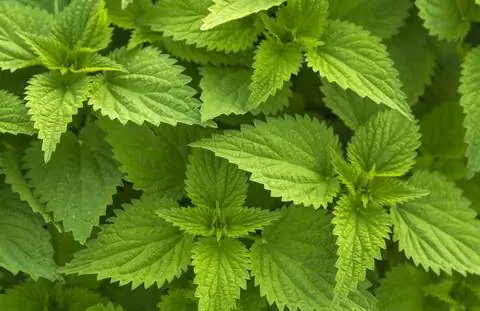 Крапива (Urtica)