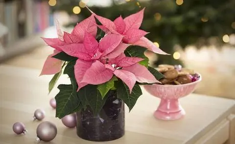 Рождественская звезда