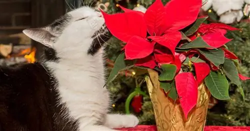 Насколько ядовита пуансеттия?