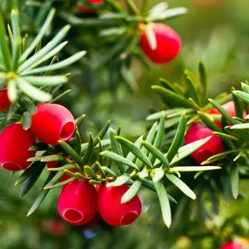 Плоды тиса Taxus baccata