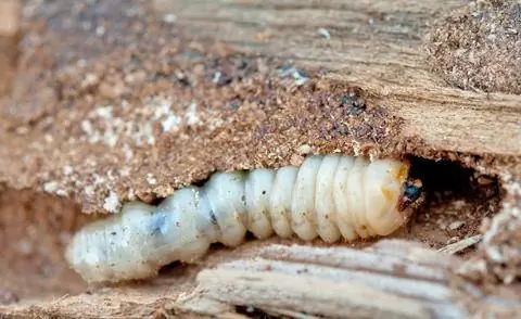 Личинка обыкновенного жука-древоточца