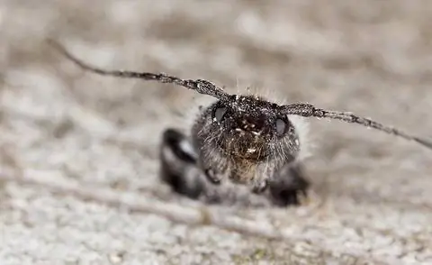 Дом Лонгхорнов (Hylotrupes bajulus)