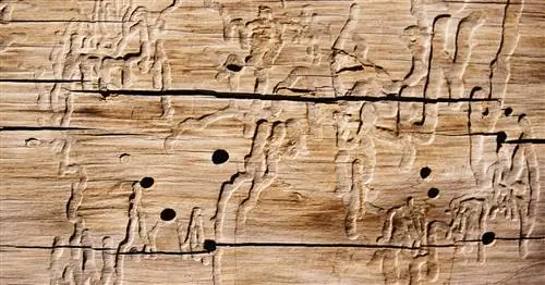 Борьба с древоточцем естественным путем