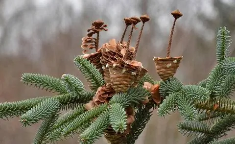 Испанские еловые шишки