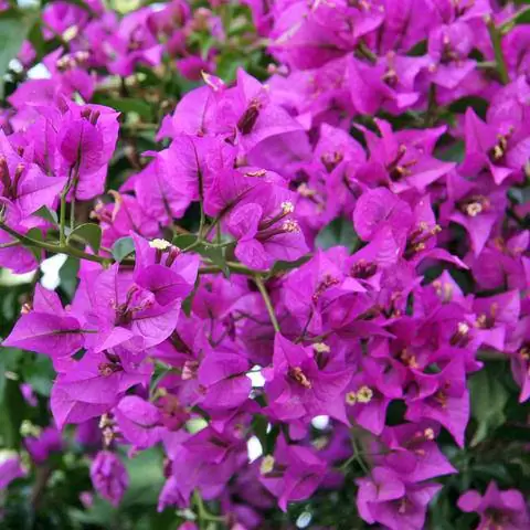 Бугенвиллия названа в честь французского мореплавателя.