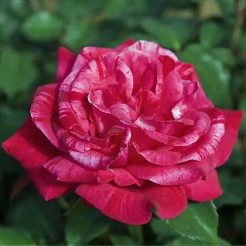 Сорт роз Брижит Бардо