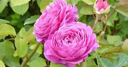 VIP: Очень важные названия растений