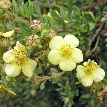 Лапчатка кустарниковая (Potentilla fruticosa)