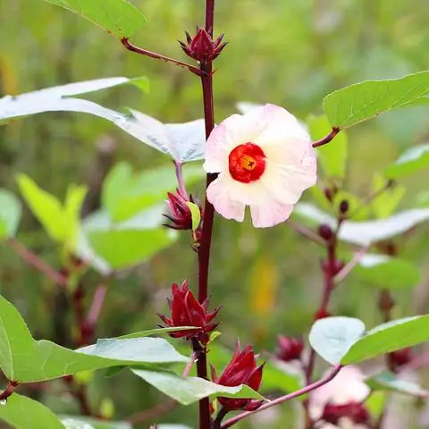 Розелла (Hibiscus sabdariffa)