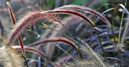 ЕС: Pennisetum не является инвазивным видом