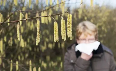 Аллергия на цветы лещины