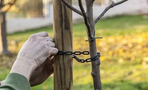 подвязать молодое дерево на случай непогоды