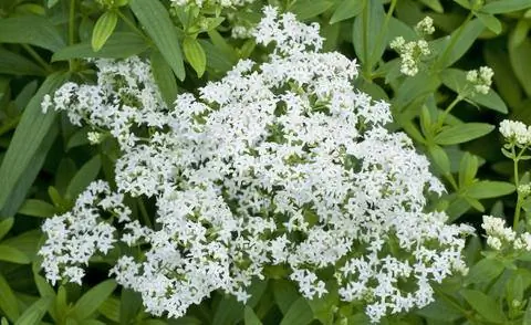 Марена красильная (Rubia tinctorum)