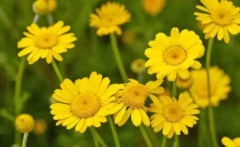 Ромашка Дайера (Anthemis tinctoria)