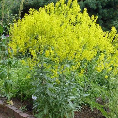 Вайда красильная (Isatis tinctoria)