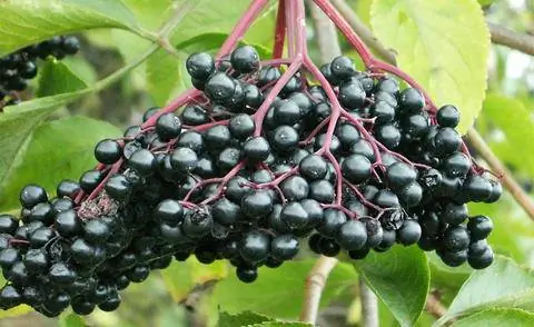 Ягоды черной бузины (Sambucus nigra)