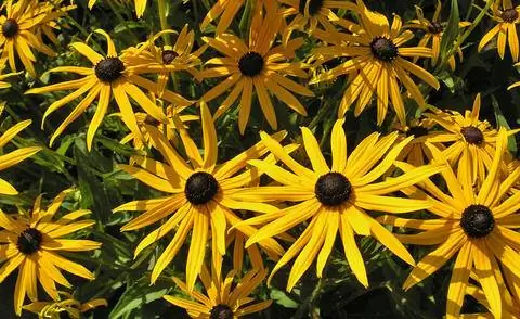 Цветки эхинацеи (Rudbeckia fulgida)
