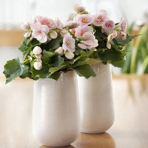 Комнатные бегонии (Begonia elatior)