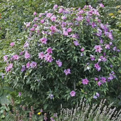 Алтей садовый (Hibiscus syriacus) умеренно вынослив.