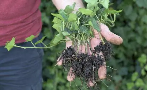 Молодые растения плюща