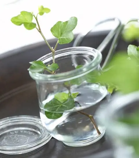 Черенки плюща