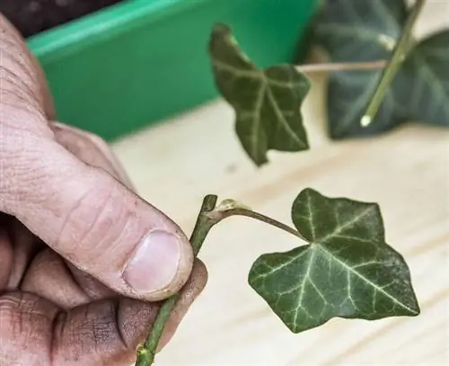 Обрезка листа на побеге