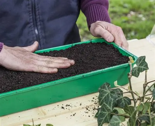 Вдавите почву в лоток для семян