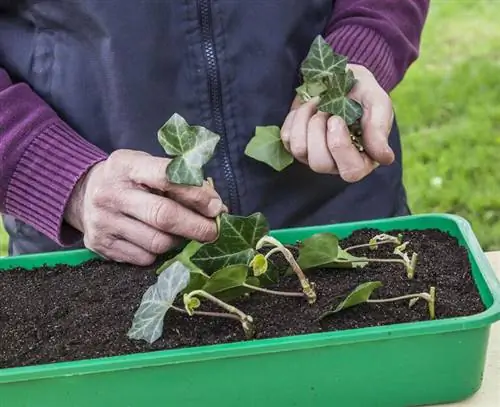 Поместите черенки в почву