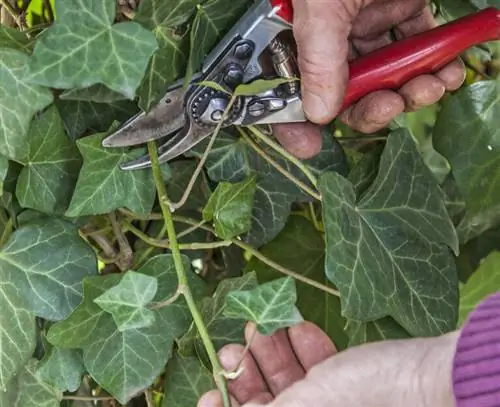 Отрежьте побег плюща