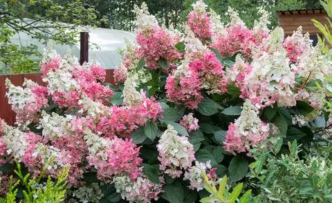 метельчатая гортензия