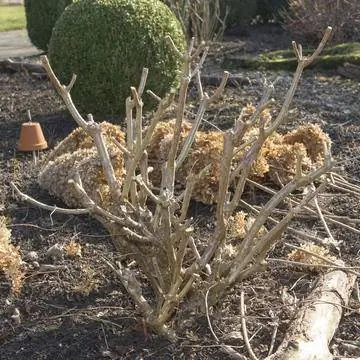 Метельчатая гортензия после обрезки