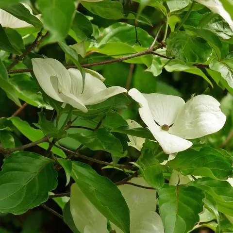 Цветок кизила сорт 'Венера'