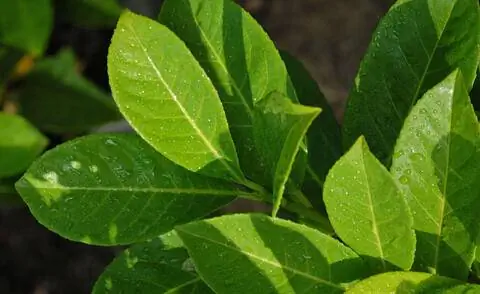 Вишневый лавр Prunus laurocerasus 'Rotundifolia'