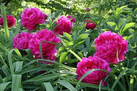 Paeonia officinalis 'Rosea Plena'