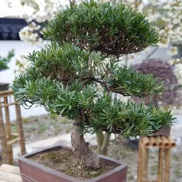тис (Taxus) в форме бонсай