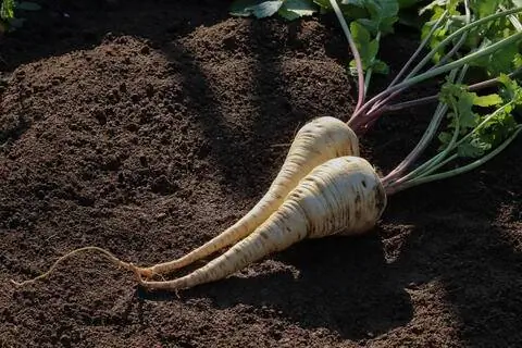 корни петрушки
