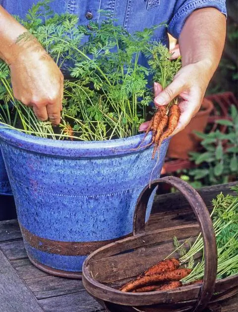 Выращивание моркови в горшках