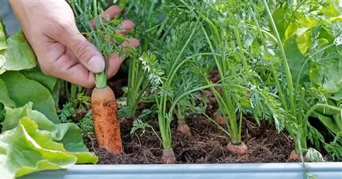 Выращивание моркови на балконе: как это работает