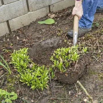 поднять солнечную невесту, оторванную от земли