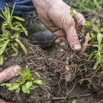 Проверяйте корни при делении на иностранные побеги