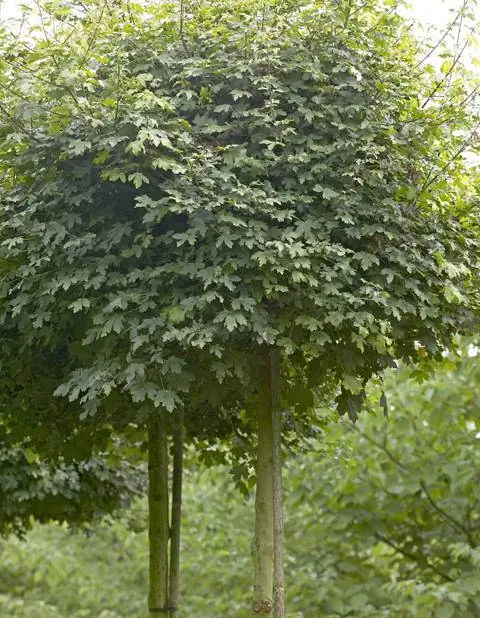Acer campestre 'Nanum' (Клен полевой)