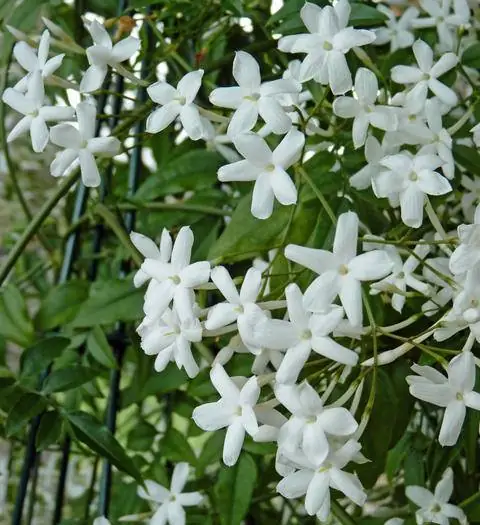 Настоящий жасмин (Jasminum officinale)