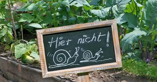 Выращивание овощей без улиток