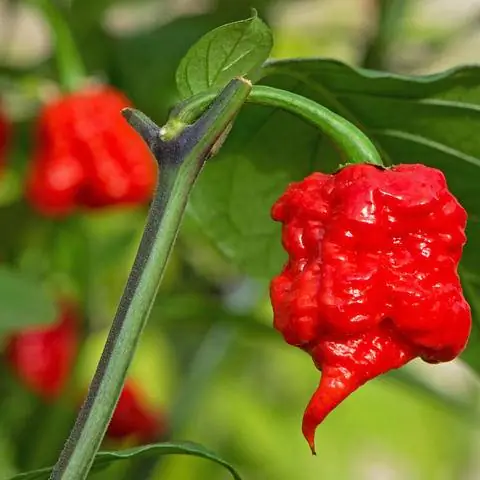 'Каролина Рипер'