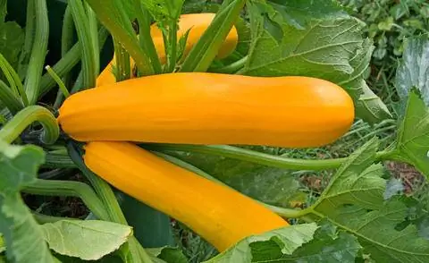 желтый кабачок