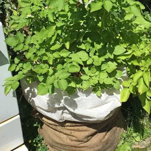 Картофельное растение в горшке